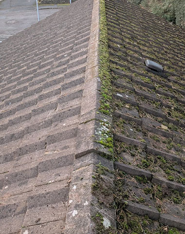 Moss Removal